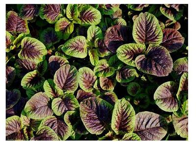 蔬菜_水果_農副產品_肉食品_凍品_廚房